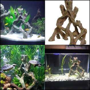 Mangrove Root M9334