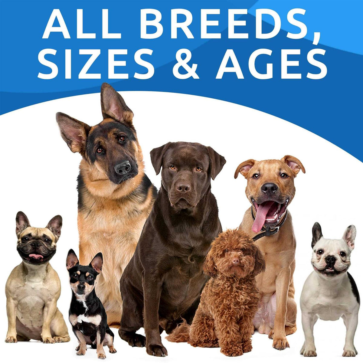 Probiotics For Dogs B5969