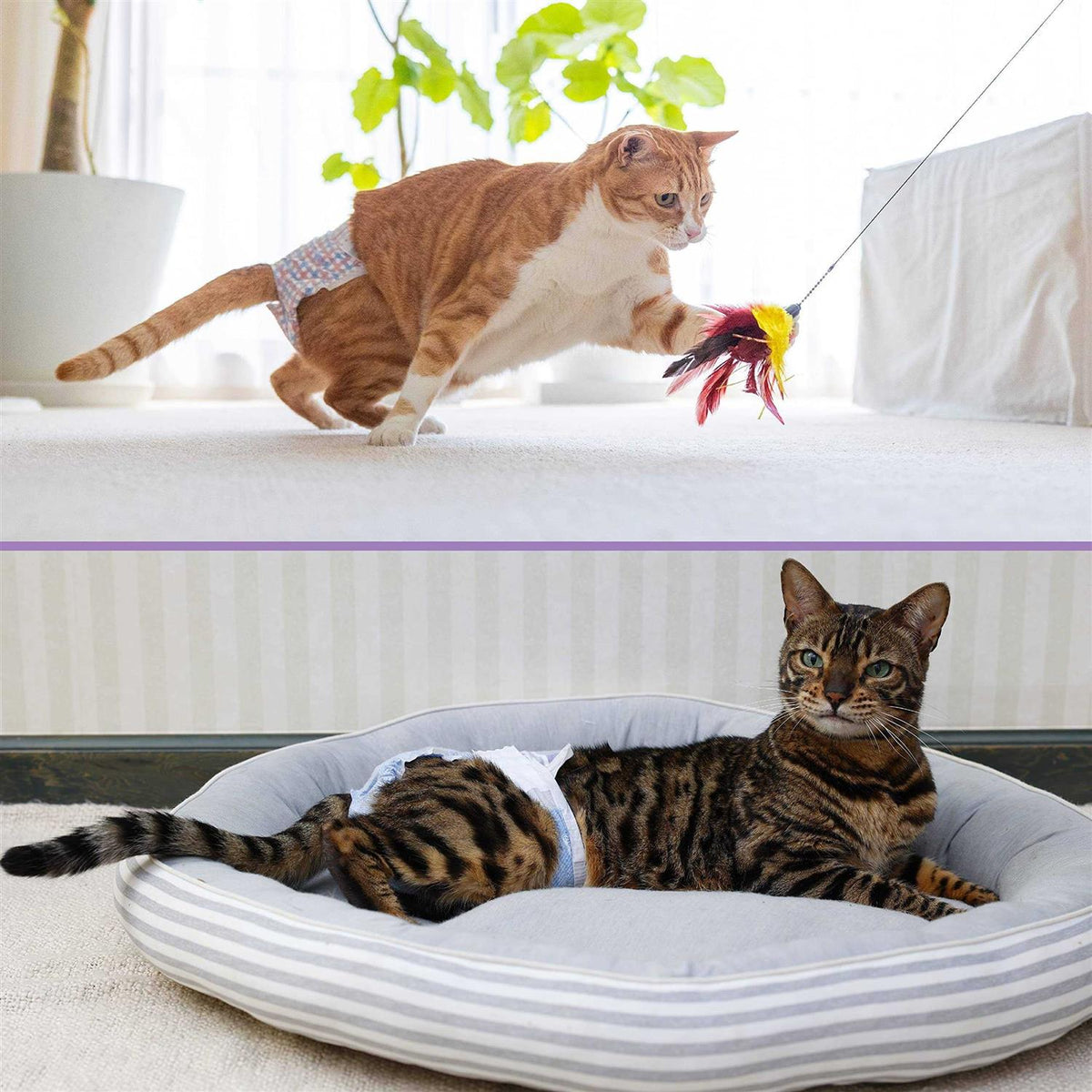 Disposable Cat Diapers M89602