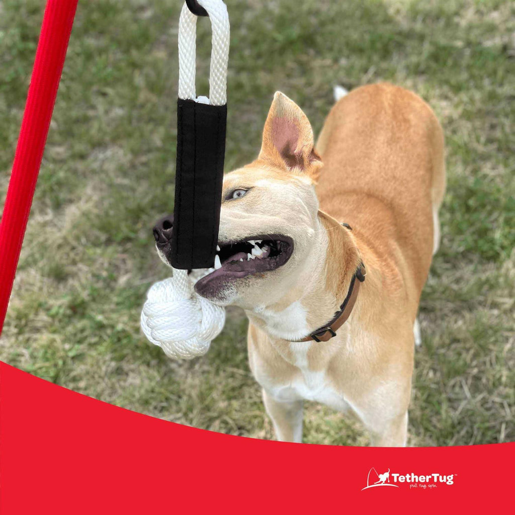 Dog Toy L645