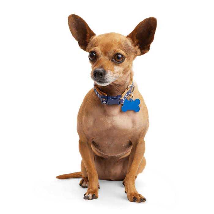 Dog Collar H2299