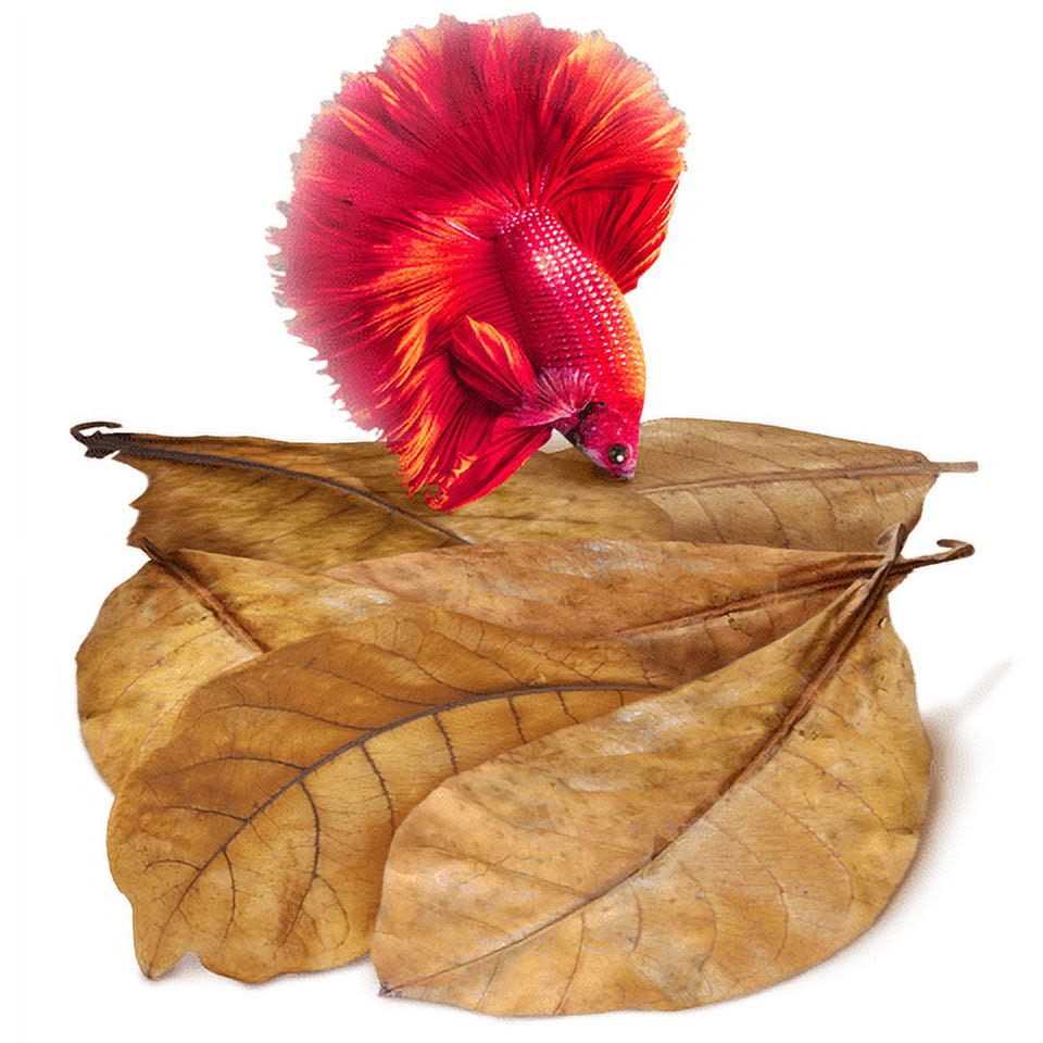 Indian Almond Leaves Water Conditioner & Tank Treatment Z200