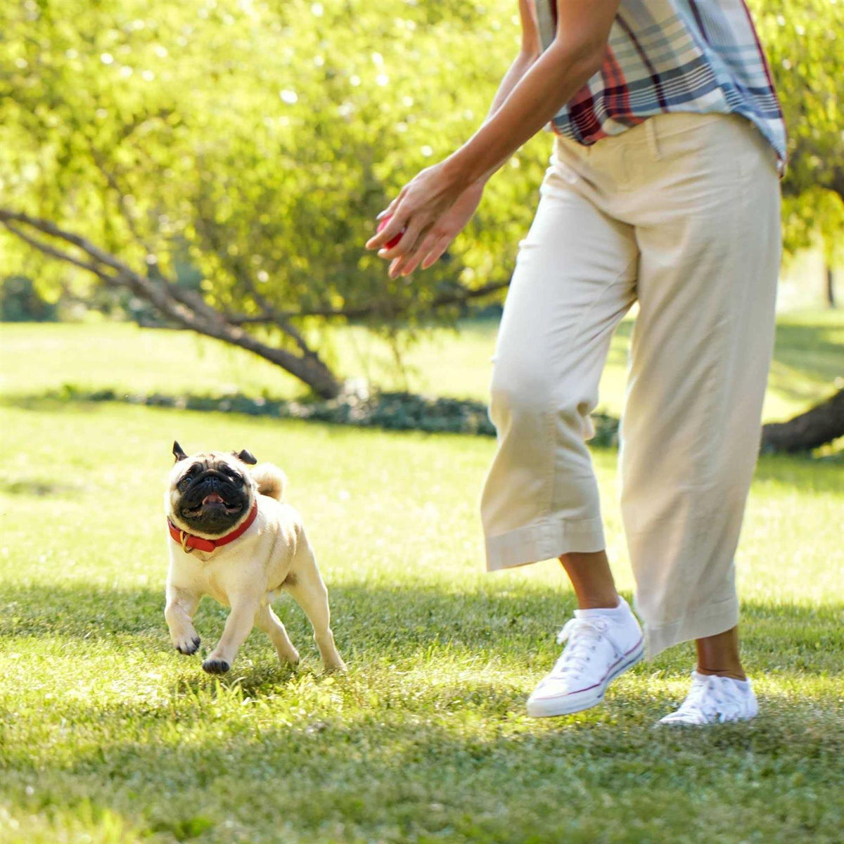 Grain Free Dog R6412