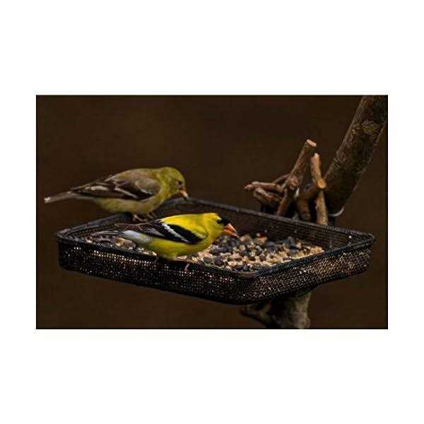 5 lb. Wild Bird Food B593