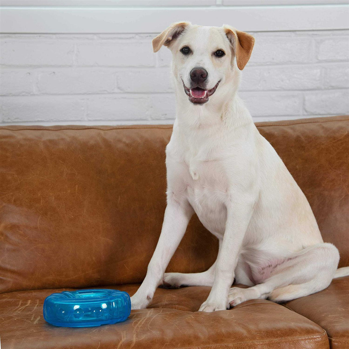 Dog Chew Toy Z43735