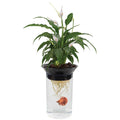 Aqua-Ponic Planter & Fish Habitat Y5020