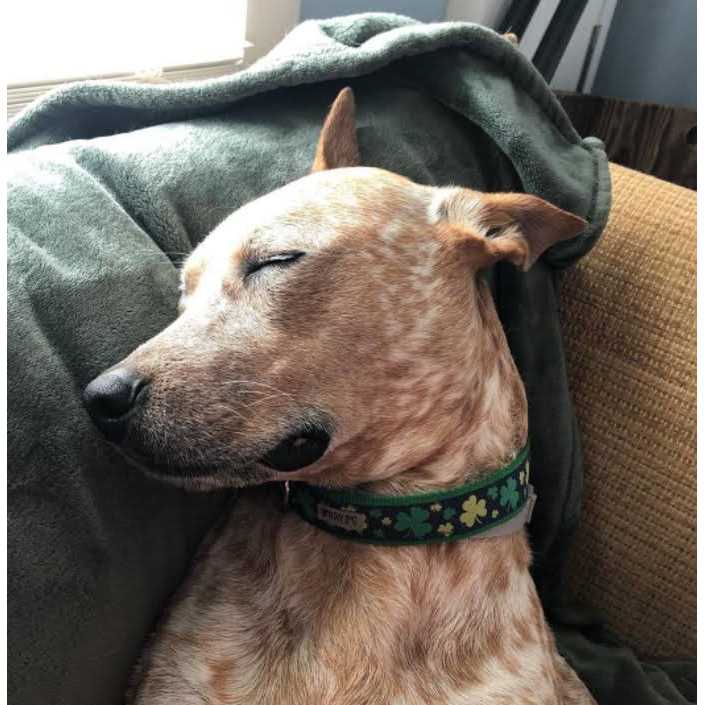 Dog Collar J85941