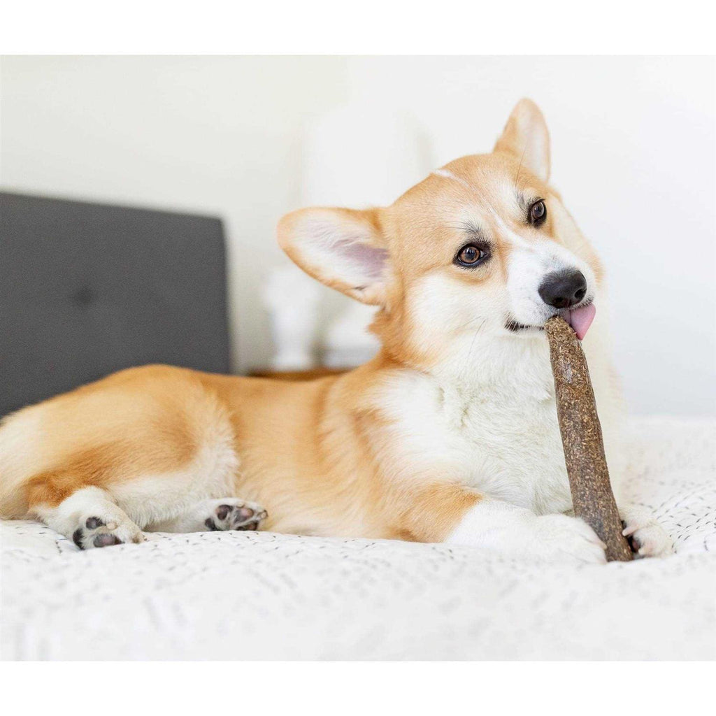 Dogwood Calming Chew J611401