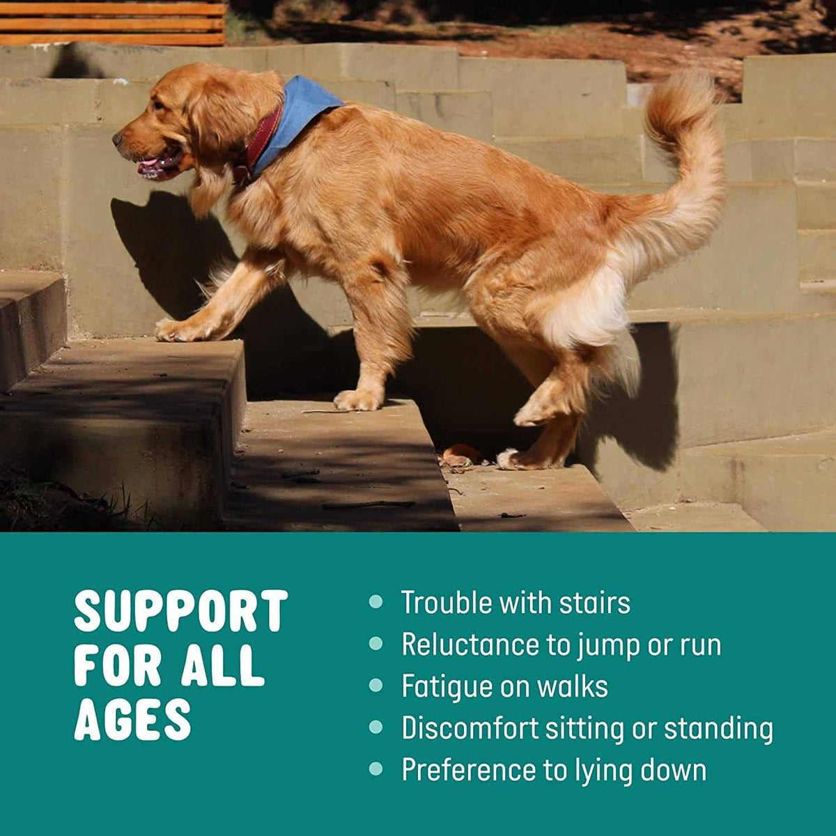 Glucosamine for Dogs Hip and Joint Supplement with Chondroitin, Turmeric, and Msm J816