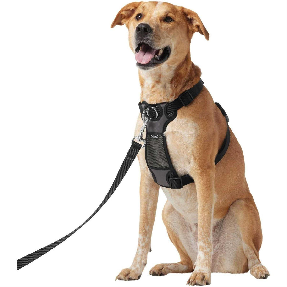 Padded Nylon No Pull Dog Harness Q8784