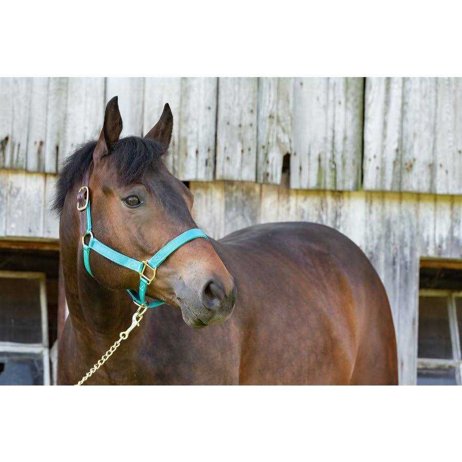 MSM Pet Supplies O830