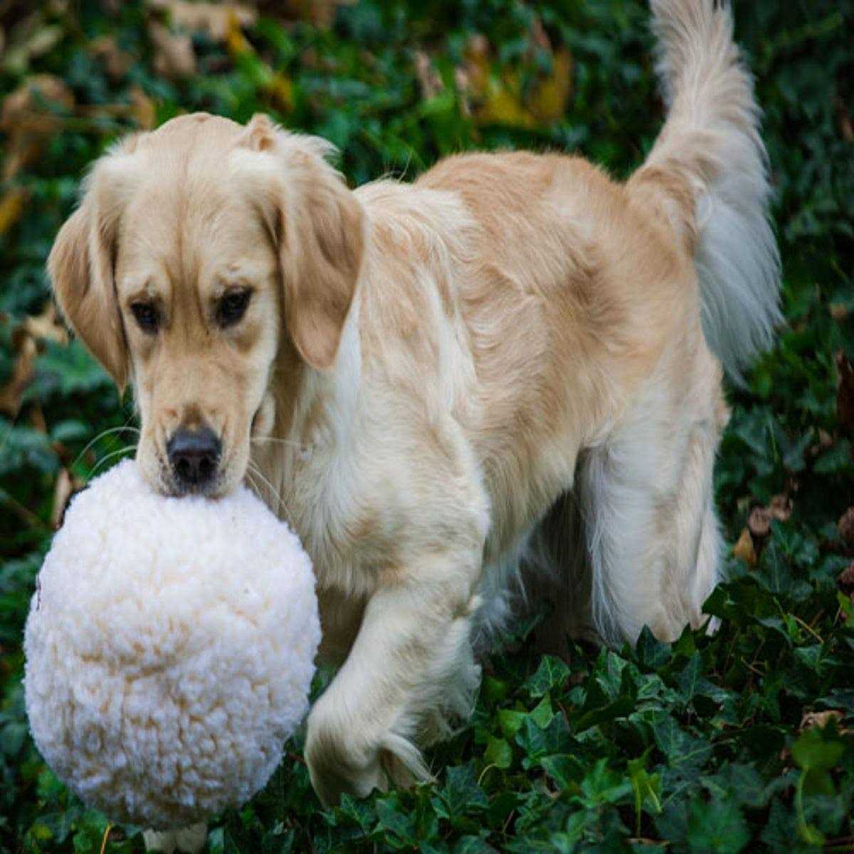 Fleece Ball Dog Toy U271078
