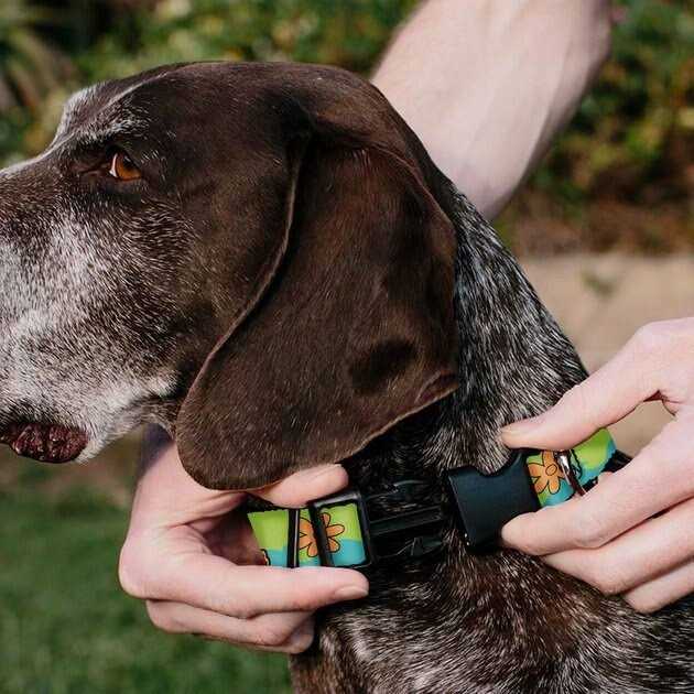 Scooby Doo Dog Collar L21537